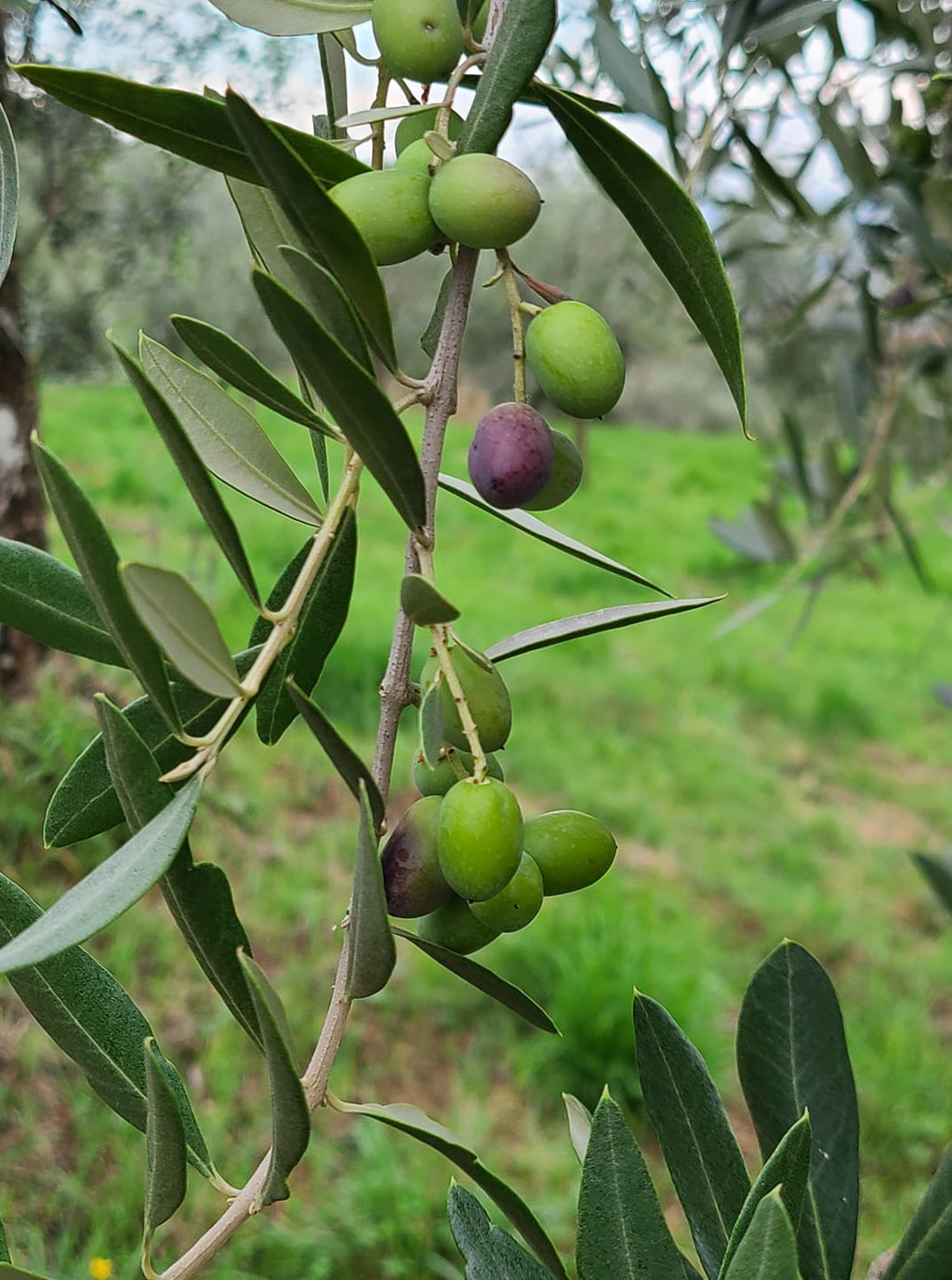 Extra Virgin Olive Oil 0.25 L bottle image 2