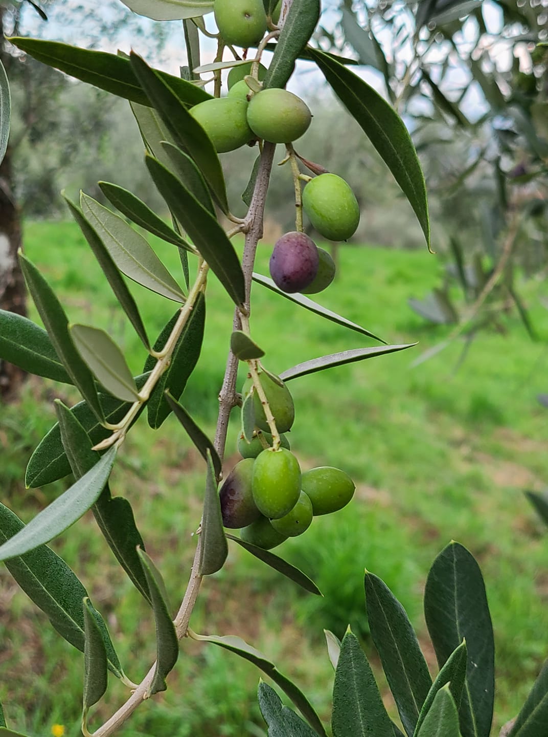 Extra Virgin Olive Oil 0.50 L bottle image 2